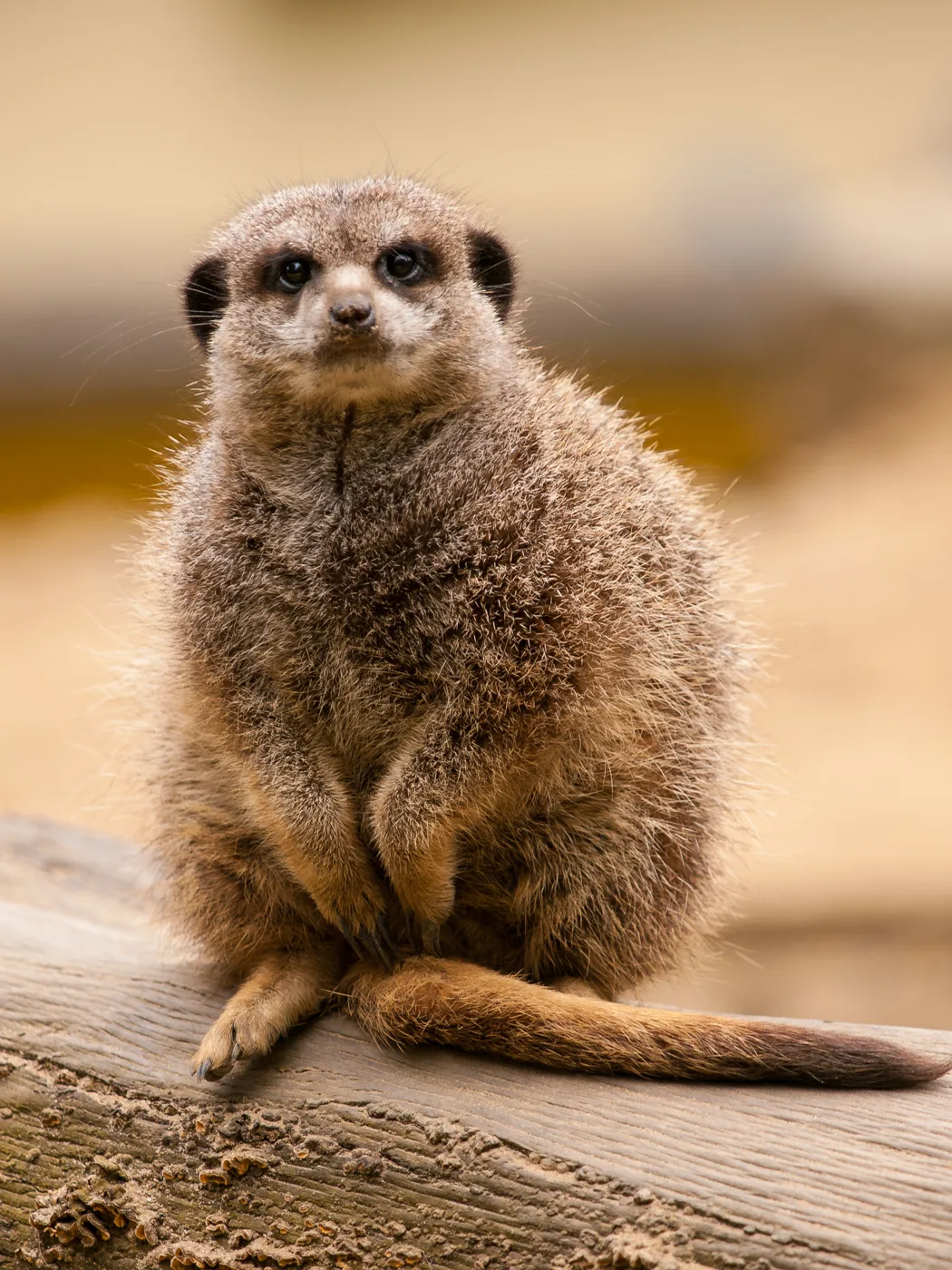 A meerkat at Battersea Park Children's Zoo, which runs its Not So Spooky Halloween through half term